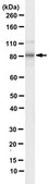 Anti-Pyrin from rabbit, purified by affinity chromatography