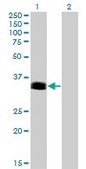 Monoclonal Anti-PHOX2A antibody produced in mouse clone 4F6, purified immunoglobulin, buffered aqueous solution