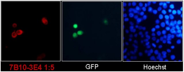Anti-SARS-CoV-2 nucleocapsid Antibody, clone 7B10-3E4