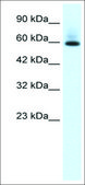 Anti-PAX7 antibody produced in rabbit affinity isolated antibody