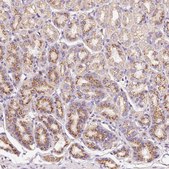 Anti-PRRC2A antibody produced in rabbit Prestige Antibodies® Powered by Atlas Antibodies, affinity isolated antibody, buffered aqueous glycerol solution