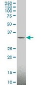 Monoclonal Anti-MAGEA4 antibody produced in mouse clone 3D12, purified immunoglobulin, buffered aqueous solution