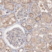 Anti-MRPL37 antibody produced in rabbit Prestige Antibodies® Powered by Atlas Antibodies, affinity isolated antibody, buffered aqueous glycerol solution, Ab3