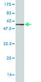 Monoclonal Anti-PSMD9 antibody produced in mouse clone 3A4, purified immunoglobulin, buffered aqueous solution