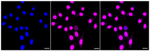 KD-Validated Anti COPS3 Antibody, clone 23GB3780, Rabbit Monoclonal clone 23GB3780, recombinant rabbit monoclonal, expressed in HEK293 cells