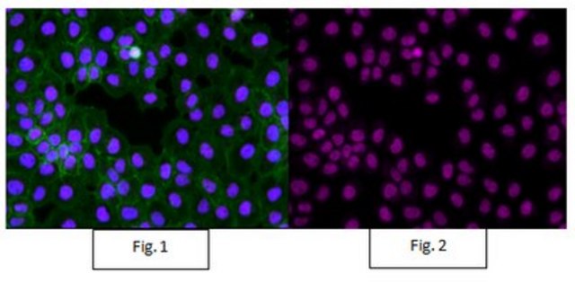 Anti-trimethyl-Histone H3 (Lys4) Antibody, Alexa Fluor&#8482; 647 Conjugate from rabbit, ALEXA FLUOR&#8482; 647