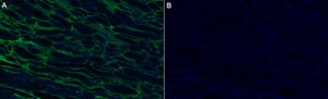 Anti-Collagen α-4 Antibody, clone 1F3 ZooMAb® Rabbit Monoclonal recombinant, expressed in HEK 293 cells