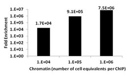 ChIPAb+ Acetyl-Histone H3 (Lys56) - ChIP Validated Antibody and Primer Set from rabbit, purified by affinity chromatography