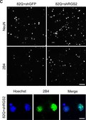 Anti-Huntingtin Antibody, a.a. 1-82 ascites fluid, clone 2B4, Chemicon®