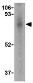 Anti-FAF1 Antibody from rabbit, purified by affinity chromatography