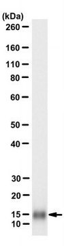 Anti-IL-17F Antibody, clone MM17F-8F5