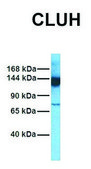 Anti-CLUH (N-terminal) antibody produced in rabbit affinity isolated antibody
