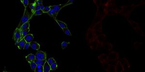 Anti-α-Tubulin Antibody, clone DM1A, Alexa Fluor™ 647 conjugate clone DM1A, from mouse, ALEXA FLUOR™ 647