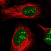 Anti-CD3EAP antibody produced in rabbit Prestige Antibodies® Powered by Atlas Antibodies, affinity isolated antibody, buffered aqueous glycerol solution