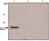 Anti-Rab14 (C-terminal) antibody produced in rabbit ~1.0 mg/mL, affinity isolated antibody, buffered aqueous solution