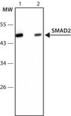 Anti-SMAD2 antibody produced in rabbit ~1.0 mg/mL, affinity isolated antibody