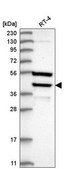 Anti-DEDD antibody produced in rabbit Prestige Antibodies® Powered by Atlas Antibodies, affinity isolated antibody, buffered aqueous glycerol solution