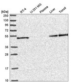 Anti-SLC25A46 antibody produced in rabbit Prestige Antibodies® Powered by Atlas Antibodies, affinity isolated antibody