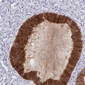 Anti-TRH antibody produced in rabbit Prestige Antibodies® Powered by Atlas Antibodies, affinity isolated antibody, buffered aqueous glycerol solution