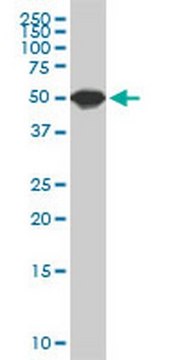 Anti-SPG3A Mouse mAb (1B9) liquid, clone 1B9, Calbiochem&#174;