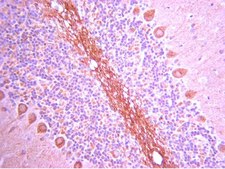 Anti-GluR1 Antibody, Recombinant, rabbit monoclonal Upstate®, from rabbit