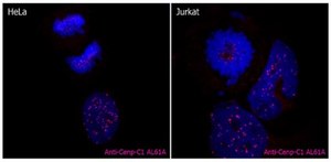 Anti-CENP-C Antibody, clone AL61A clone AL61A, from mouse