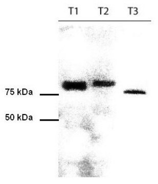 Anti-PAN TORC (1-42) Rabbit pAb liquid, Calbiochem&#174;