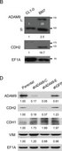 Anti-EF1α Antibody, clone CBP-KK1 clone CBP-KK1, Upstate®, from mouse