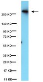 Anti-Talin Antibody, CT, clone TD77 clone TD77, from mouse