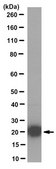 Anti-HP1γ Antibody, clone 14D3.1 clone 14D3.1, from mouse