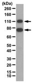 Anticuerpo anti-factor 2 relacionado con NF-E2 from rabbit, purified by affinity chromatography