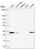 Anti-PSME2 antibody produced in rabbit Prestige Antibodies® Powered by Atlas Antibodies, affinity isolated antibody