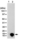 Anti-dimethyl-Histone H3 (Arg26) Antibody from rabbit, purified by affinity chromatography
