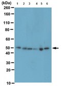 Anti-Tapasin Antibody, clone 7F6 clone 7F6, from rat