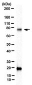 Anti-HsSAS-6 Antibody, clone 91.390.21 from mouse