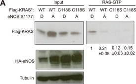 Anti-β-Tubulin antibody, Mouse monoclonal clone TUB 2.1, purified from hybridoma cell culture