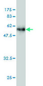 Monoclonal Anti-DNASE1L1 antibody produced in mouse clone 4E8, purified immunoglobulin, buffered aqueous solution