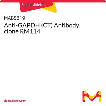 Anti-GAPDH (CT) Antibody, clone RM114