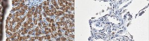 Anti-UDP-Galactose Transporter Antibody, clone 1H10.1 clone 1H10.1, from mouse
