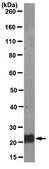 Anti-Podoplanin Antibody, clone NZ1.2 clone NZ1.2, from rat