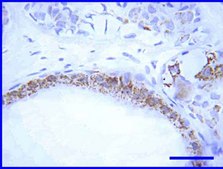 Anti-AIF Antibody, internal domain Chemicon®, from rabbit