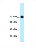 Anti-GTF2IRD1 (AB3) antibody produced in rabbit IgG fraction of antiserum
