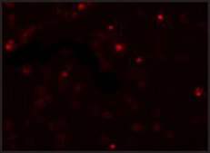 Anti-SCUBE2 antibody produced in rabbit affinity isolated antibody, buffered aqueous solution