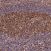 Anti-GNG5 antibody produced in rabbit Prestige Antibodies® Powered by Atlas Antibodies, affinity isolated antibody, buffered aqueous glycerol solution