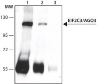 Anti-EIF2C3/Ago3 antibody produced in rabbit ~1.0 mg/mL, affinity isolated antibody