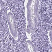 抗SH3GL3抗体 ウサギ宿主抗体 Prestige Antibodies® Powered by Atlas Antibodies, affinity isolated antibody, buffered aqueous glycerol solution