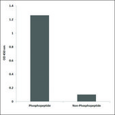 Anti-phospho-EPHB1/2 (pTyr594/604) antibody produced in rabbit affinity isolated antibody