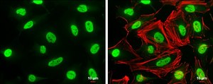 Anti-MAFG antibody produced in rabbit