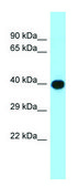 Anti-ADIPOR1 (C-terminal) antibody produced in rabbit affinity isolated antibody
