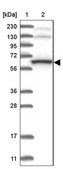 Anti-THUMPD3 antibody produced in rabbit Prestige Antibodies® Powered by Atlas Antibodies, affinity isolated antibody, buffered aqueous glycerol solution